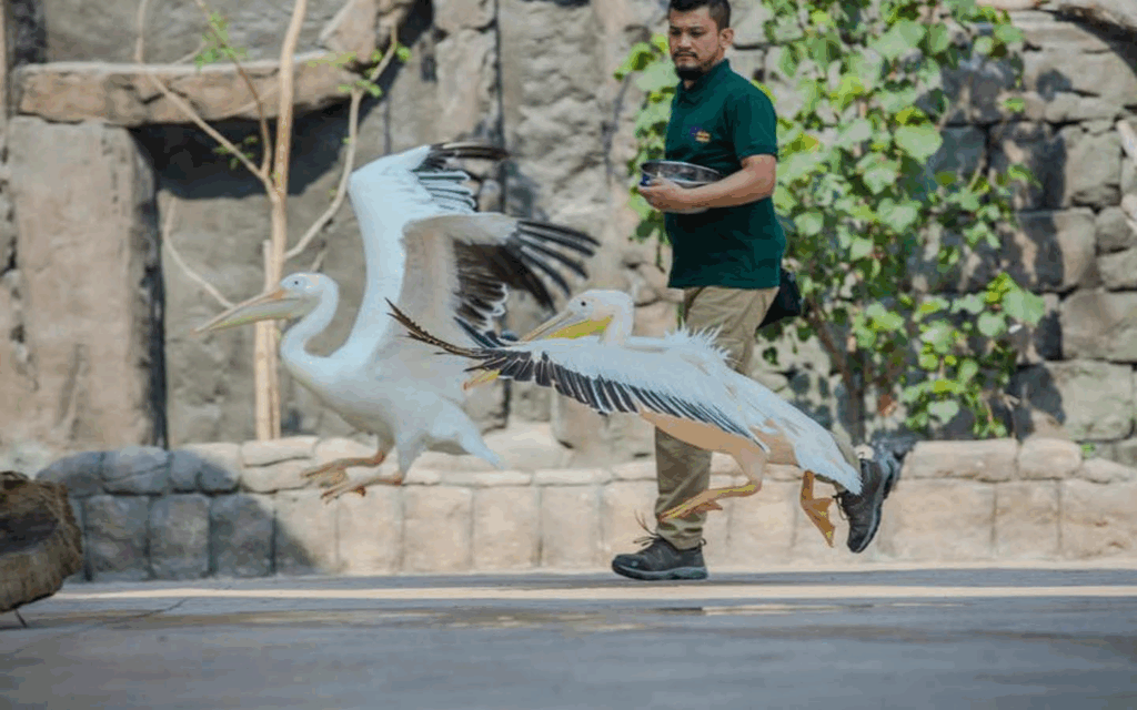 Journeying through the Asian Village Theatre and Exotic Species