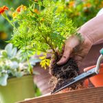 UAE garden plants 2025: what to grow in summer vs winter