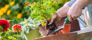 UAE garden plants 2025: what to grow in summer vs winter