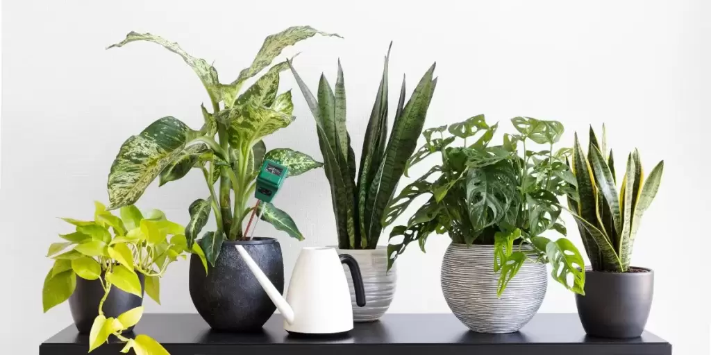Indoor Plants in Dubai 2026 | Benefits, Best Picks & Care Guide