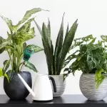 Indoor Plants in Dubai 2026 | Benefits, Best Picks & Care Guide