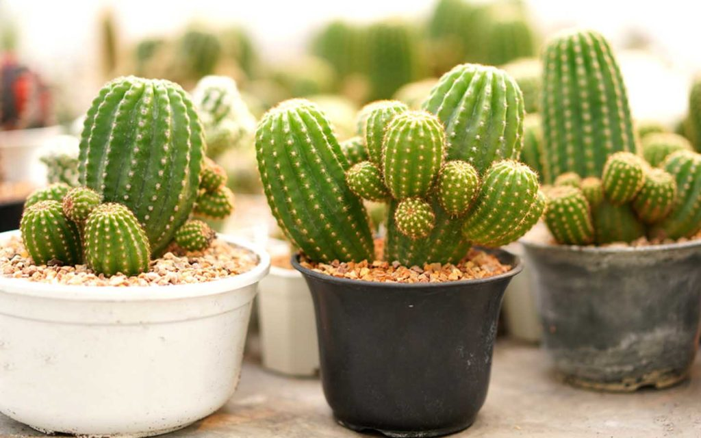 Cactus Plant