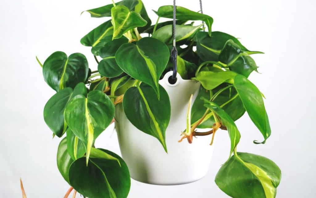 ZZ Plant (Zamioculcas zamiifolia)
